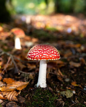 Amanita muscaria (Amanite tue-mouches or fausse oronge) Dangerous mushrooms