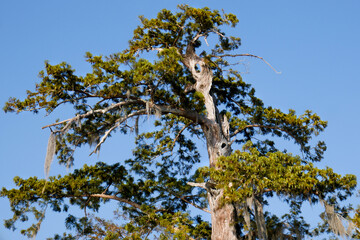 Obraz premium Louisiana Swamp Cypress Trees and moss with holes in the trees afternoon high angle
