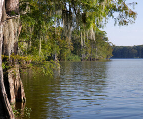 Naklejka premium Louisiana Swamp Cypress Trees up close in the after noon mid angle