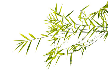 leaves isolated transparency background.