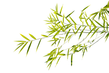 leaves isolated transparency background.