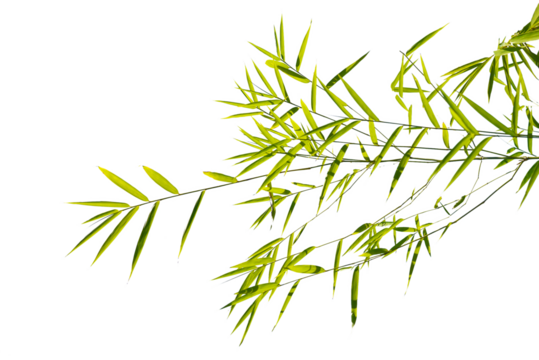 leaves isolated transparency background.