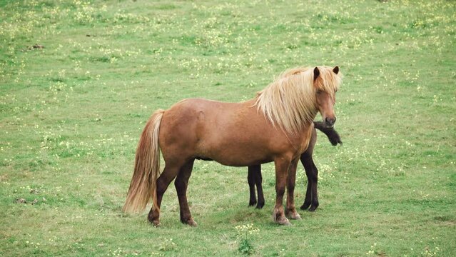 Chestnut horse with foal eating grass on pasture field