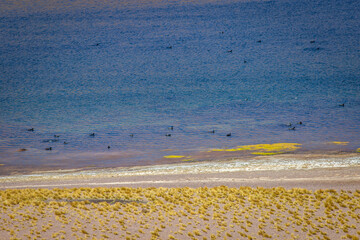 Ducks floating on Laguna Miscanti, salt lake in Atacama desert, Chile