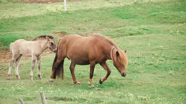 Chestnut horse with foal running gallop on pasture field