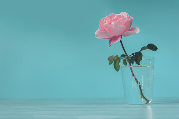 Beautiful pink rose on blue light background in the morning and copy space for design, Concept...