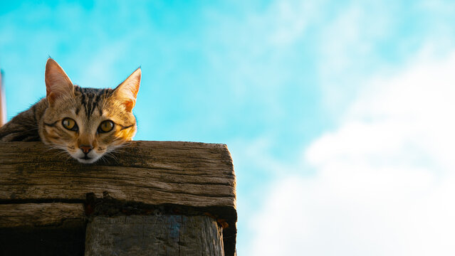 Gato en maderas