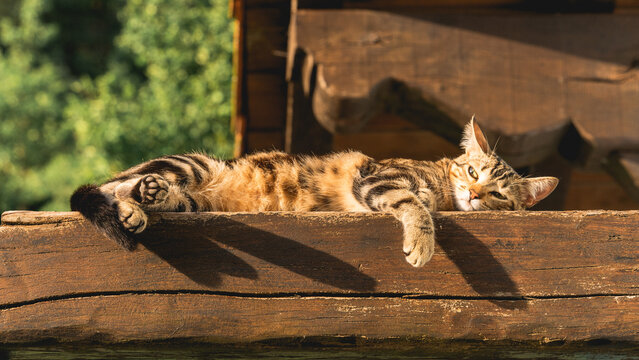 Gato en maderas