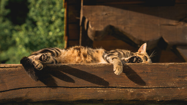 Gato en maderas