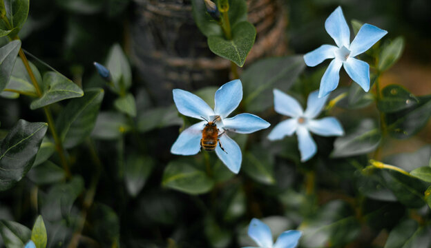 Abeja posada en flor