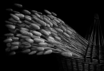 dried Lagurus ovatus plants in a wicker basket. black and white