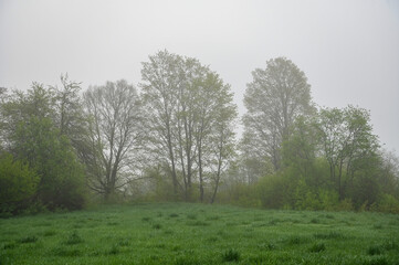 trees in the fog