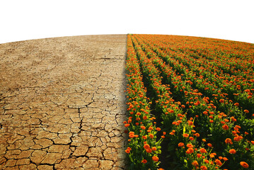 Arid country with cracked soil and field with Marigold flowers isolated, PNG. Concept of change climate or global warming.