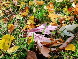 Autumn. A carpet of yellow and red leaves on the grass. Yellow maple leaves lie on the grass after the rain. Beautiful autumn