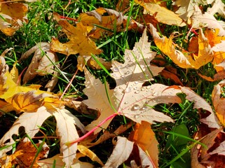 Autumn. A carpet of yellow and red leaves on the grass. Yellow maple leaves lie on the grass after the rain. Beautiful autumn