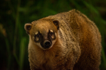 Nasua nasua animal with green leafs in autumn day