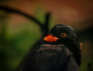 Black big bird with red beak in color sunny evening