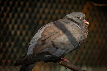 Gray big bird with small beak in color sunny evening