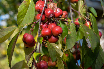 Paradise apples hang on tree branch.
