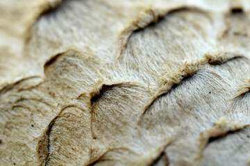 In the picture, the upper part of the mushroom cap, its scales create a wavy texture pattern.