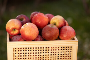 Red apples in a drawer. Autumn season time. Apple harvest in the garden. Fresh organic fruits in the garden during harvest season