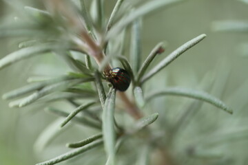 spider on a leaf