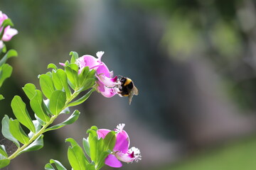 bee on a flower