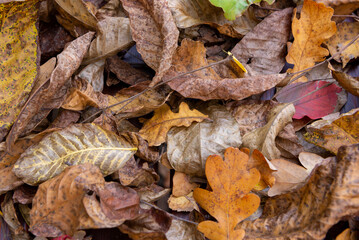 Autumn colorful leaves fallen from the trees texture.