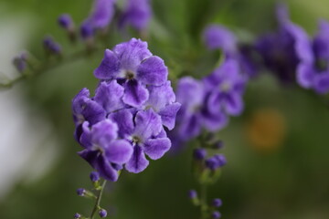 flower in the garden