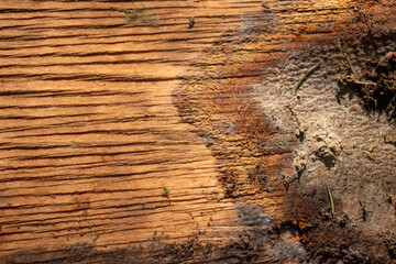 Texture de bois, intérieur d'un tronc d'arbre