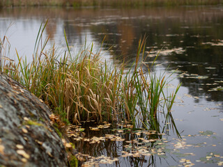 reeds in the water