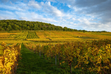 warm Autumn colors on the vines