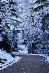 Road through snow covered trees in a forest in the Bavarian Alps on a cold autumn day