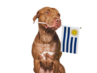Charming, adorable puppy with the national flag of Uruguay. Closeup, indoors. Studio shot. Congratulations for family, loved ones, relatives, friends and colleagues. Pet care concept