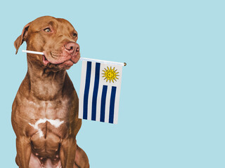 Charming, adorable puppy with the national flag of Uruguay. Closeup, indoors. Studio shot. Congratulations for family, loved ones, relatives, friends and colleagues. Pet care concept