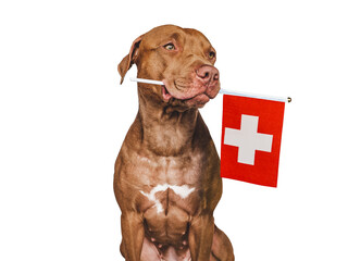 Charming, adorable puppy with the national flag of Switzerland. Closeup, indoors. Studio shot. Congratulations for family, loved ones, relatives, friends and colleagues. Pet care concept