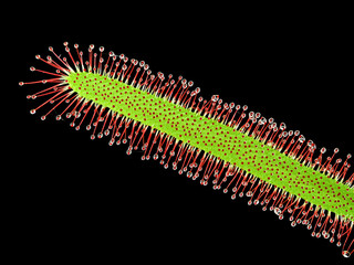 close up of a carnivorous plant, Cape Sundew or Drosera capensis isolated on black background