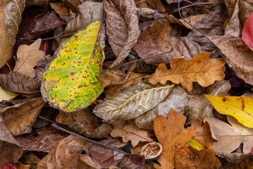 Autumn colorful leaves fallen from the trees texture.