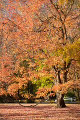 A beautiful maple tree in beautiful pink and orange colors during the daytime. Vertical image with nobody in it. 