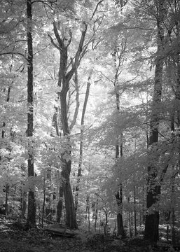 An infrared black and white image of a forest in the middle of the day. The trees appear dark while the leaves are glowing. Vertical image with nobody in it. 