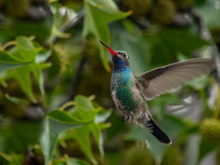 hummingbird in flight