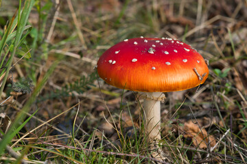 rötlicher giftiger Fliegenpilz ,  Amanita muscaria-Pilz auf dem Waldboden im Oktober, weicher  unscharfer Hintergrund