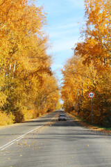 autumn road through the birch forest