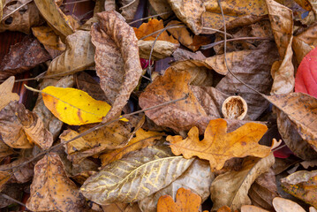 Autumn colorful leaves fallen from the trees texture.