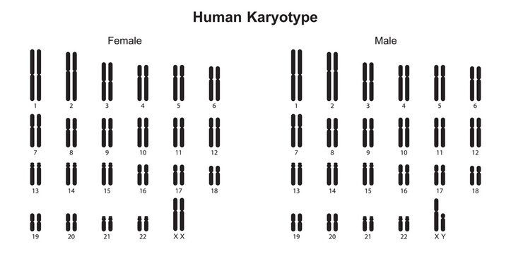 Scientific Designing of Human Karyotype. Human Complete Set of Chromosomes. Colorful Symbols. Vector Illustration.