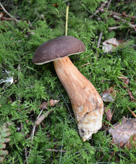 Speisepilz - Marone - Braunkappe