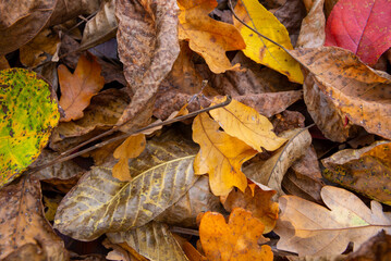Autumn colorful leaves fallen from the trees texture.