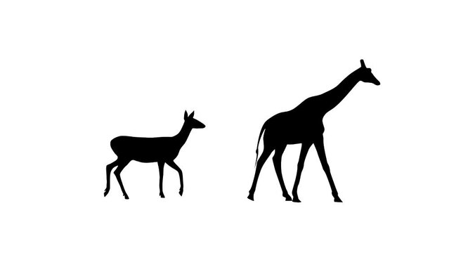 Walking giraffe and roe deer, animation on the white background (seamless loop)
