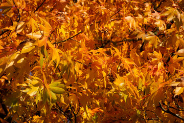 a closeup shot of yellow maple leaves that have turned colour due to the change that happens in autumn. This scene of nature is typical for woodlands and forests in the UK at this time of year