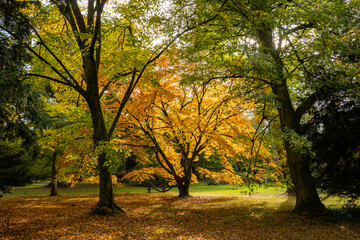 A beautiful scene in the British countryside shows the changing leaves of autumn accented by a yellowing maple tree with the sun catching its leaves in a glade or clearing outdoor